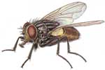 Flies